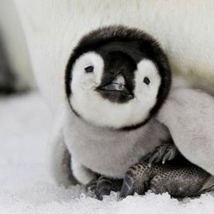 Meet your Posher, Joann